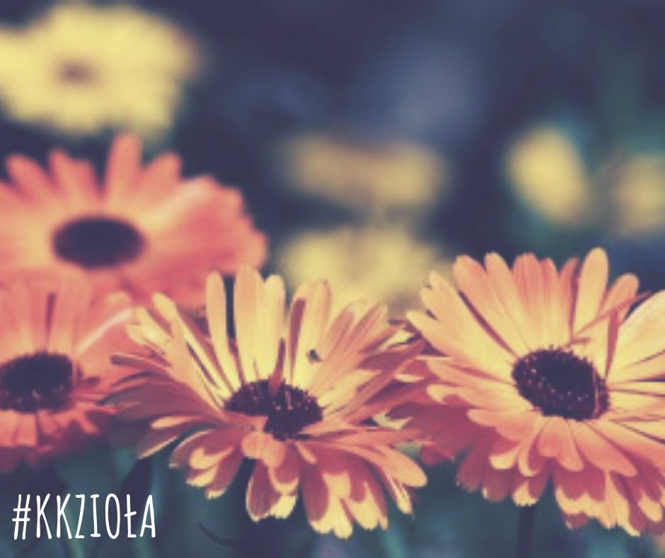 nagietek-zioła-dzialanie-kuchnia-kosmetyczna